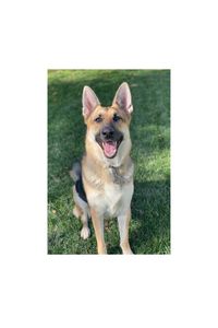 Koa  