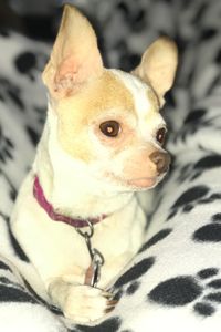 Gigi  