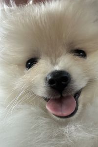 Honey  