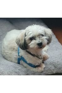 Romeo  
