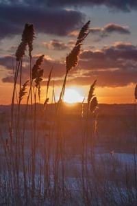 Clarence  Trombley