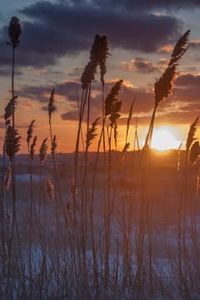 Wayne Everett Mendes