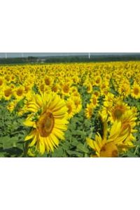 Theresa  Quattropani