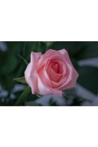 Doris (Braz) Boudreau