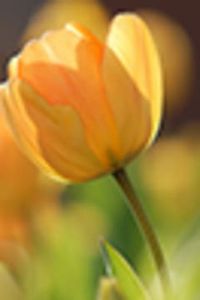 Mary Frances Merchant