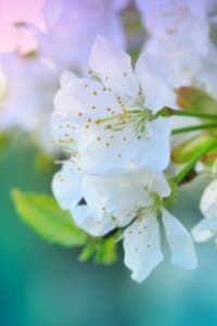 Meredith Lindsey Simmons