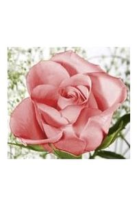 Kathleen M. Connolly