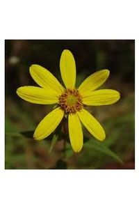 Anna Whelton Toohey Obituary in Rockland at Magoun-Biggins | Obit