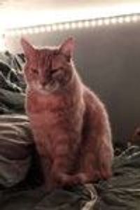 Alfredo Stripes  Ward Goyette