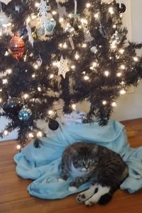 Trashbag  Kingsley Croteau