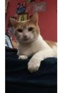 Cookie Dough Cleathero