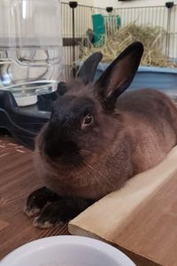 Winifred 