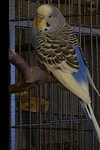 Blue  Reis
