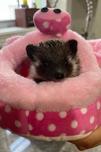 Pudge  Weeks