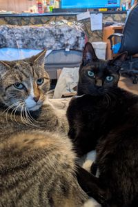 Jack Jack & Nox  Diggle