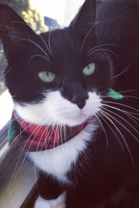 Oreo  Resendes