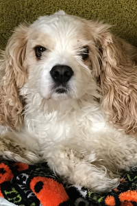 Zoey  Wibberg