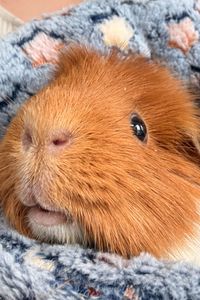 Ginger  Cote