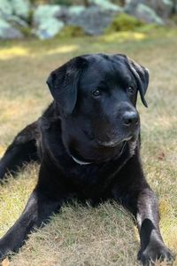 Ziggy  Mederios