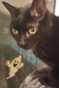 Shadow  Hussey DeSousa