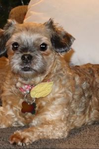 Penny Lane  Fortier