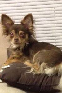 Lila Bean Sylvaria