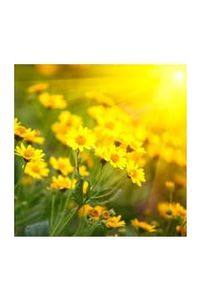 Dorothy Virginia Bloom