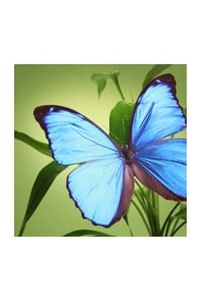 Magdalena Montero Abarientos