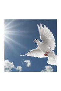 Vinzon Llamaso Llamanzares