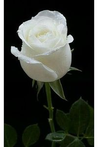 Carmenia  De Meo