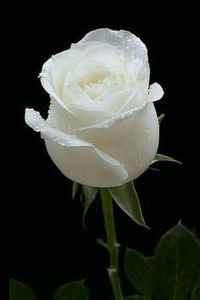 Michael  Pietroluongo