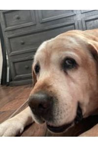 Oakley  Oakley