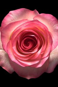 Rose Ann Van-Meveren