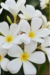 Virginia Irene Richards