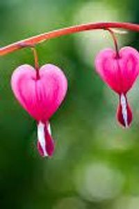 Mary LeaRae Eckersley