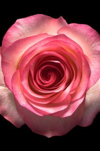 Teresa Lynne Guerrero