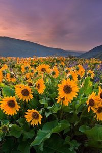 Bernadine Louise Losell