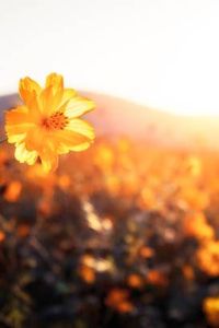 Sandra Delora Manion