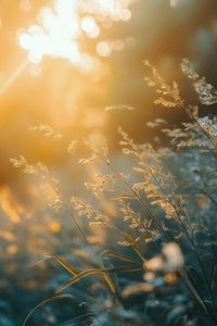 Thomas Harold Knutson