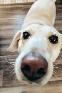 Ivory “Ives” Wegner