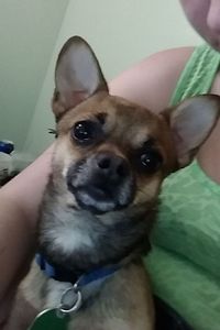 Grizzly Bear Greenhalgh