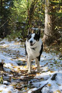 Ruger Joseph Jefferson