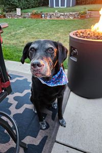 Kodah Bear Wangsness