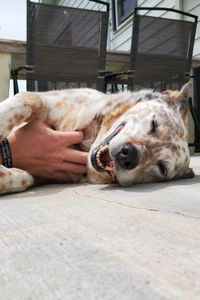 Festus Marie Boenisch-Larson