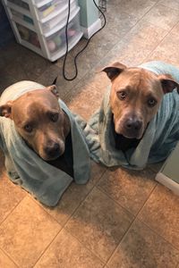 Sherlock & Watson  Borror-Wutzke