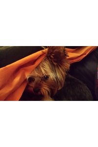 Jonah Wales Van Ommeren