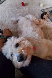 Rosco Baby Boyfriend Dog Meyer