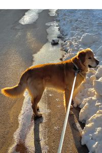 Dasheng(大圣) Douchiboy Kucera