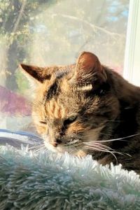 Momma Katyana Goldsborough