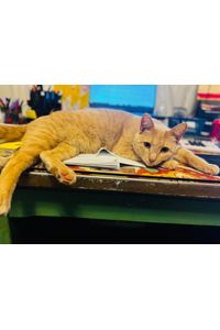 Zoee Lil Princess Soper